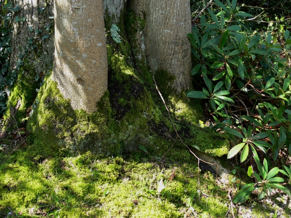 Bois des Moutiers (46) avril 2012
